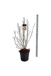 Beverboom Magnolia Susan