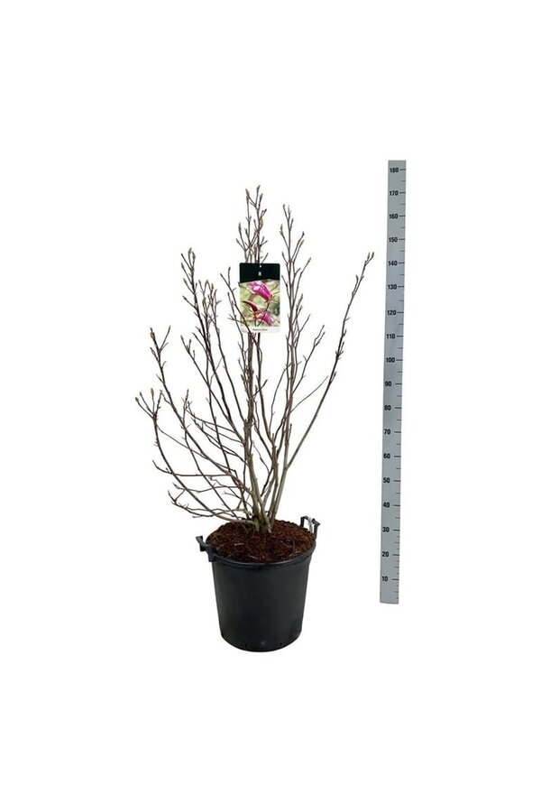 Beverboom Magnolia Susan
