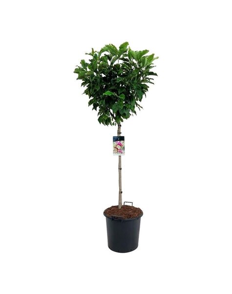 Magnolia