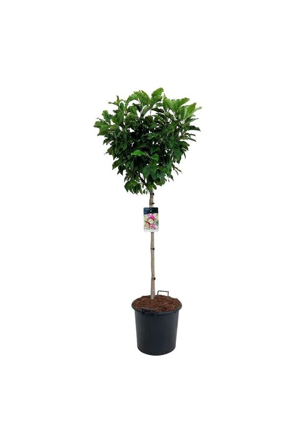 Beverboom Magnolia Susan