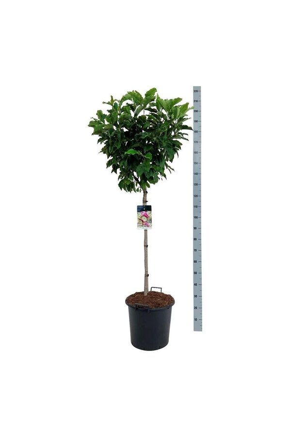Beverboom Magnolia Susan
