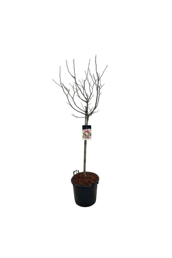 Beverboom Magnolia Susan