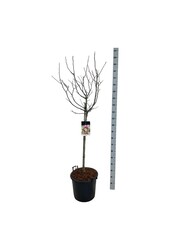 Beverboom Magnolia Susan