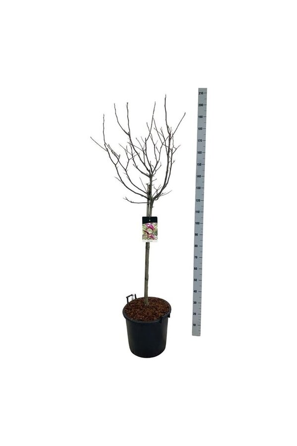 Beverboom Magnolia Susan