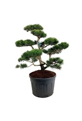 Denneboom Pinus contorta