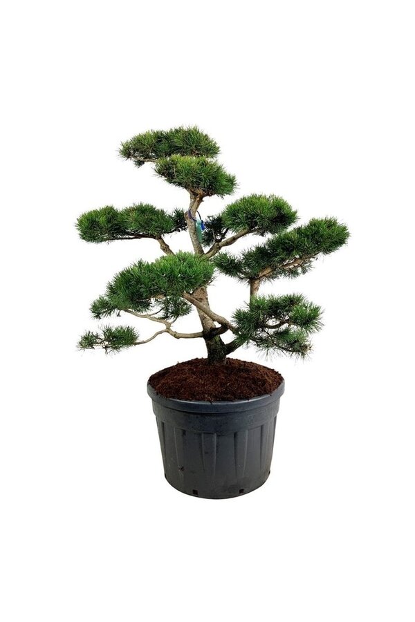 Denneboom Pinus contorta