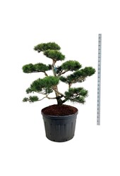 Denneboom Pinus contorta