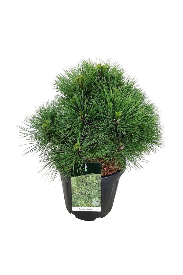 Denneboom Pinus nigra Spielberg