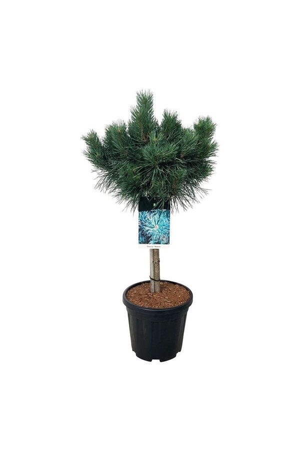 Denneboom Pinus Watereri