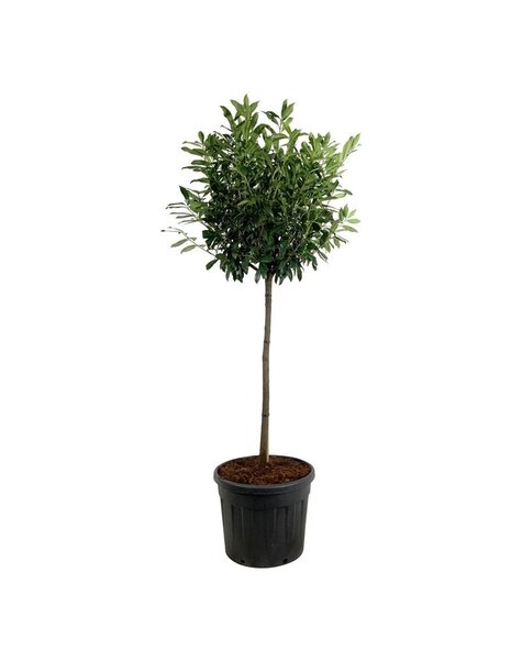 Prunus