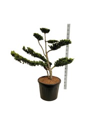 If Taxus cuspidata nana