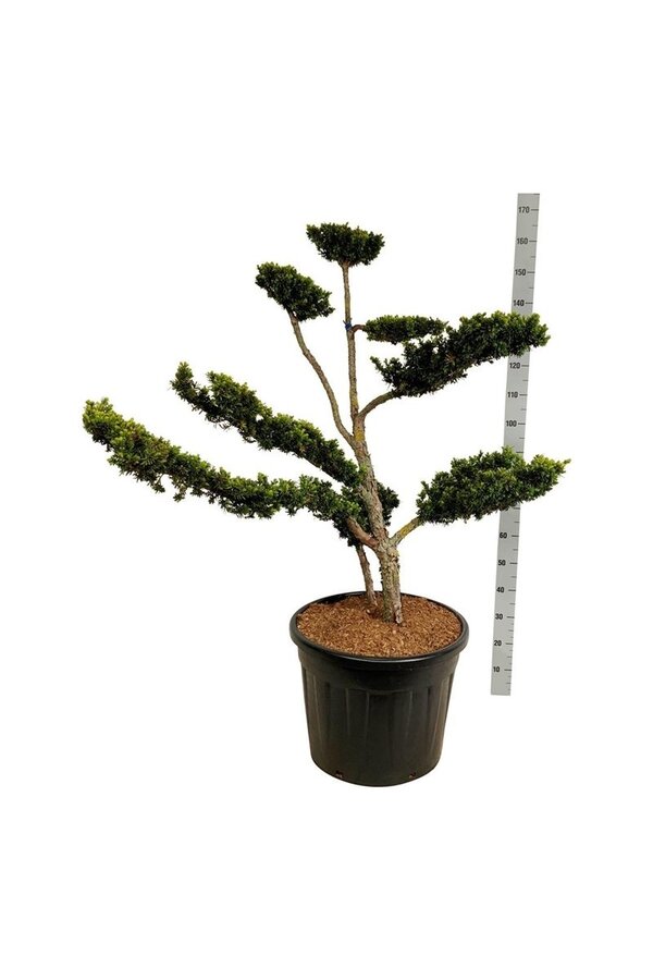 If Taxus cuspidata nana