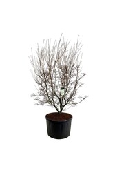 Cornouiller Cornus kousa Milky Way