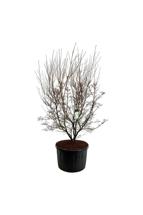 Cornouiller Cornus kousa Milky Way