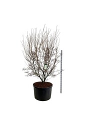 Cornouiller Cornus kousa Milky Way