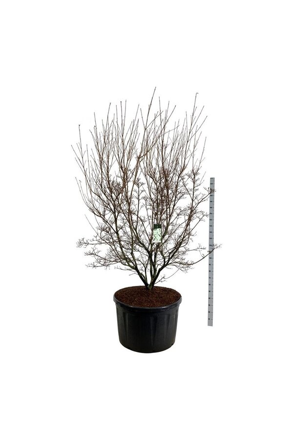 Cornouiller Cornus kousa Milky Way