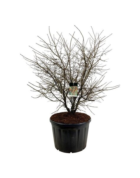 Euonymus