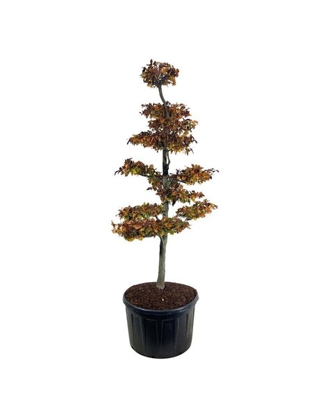 Fagus