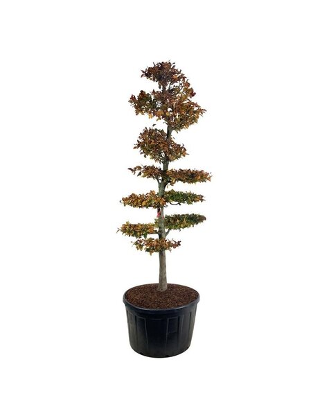 Fagus