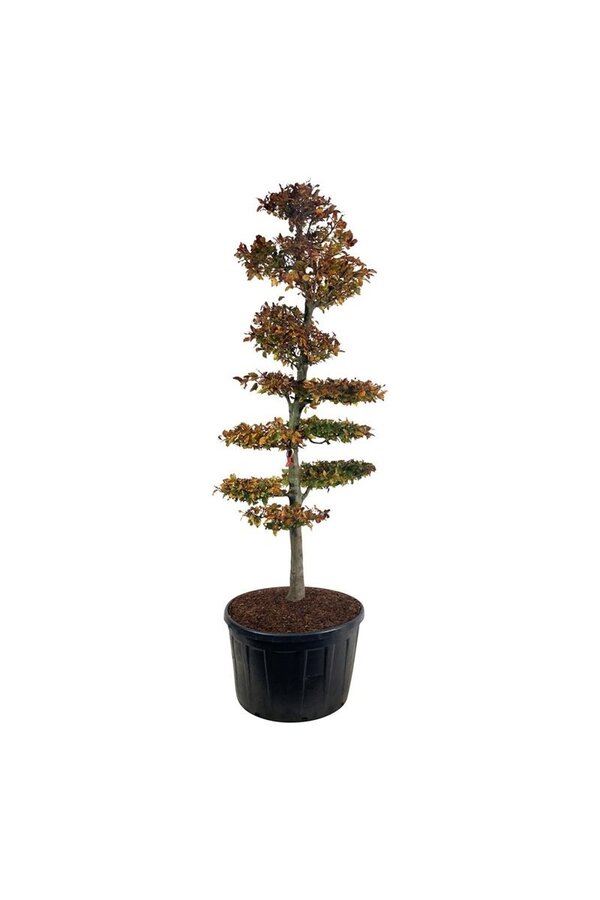 Beukenboom Fagus Atropunicea