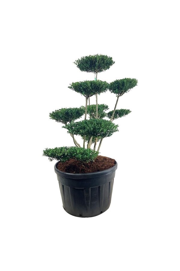 Ilex crenata Haie verte