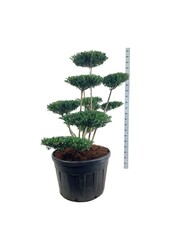 Ilex crenata Haie verte