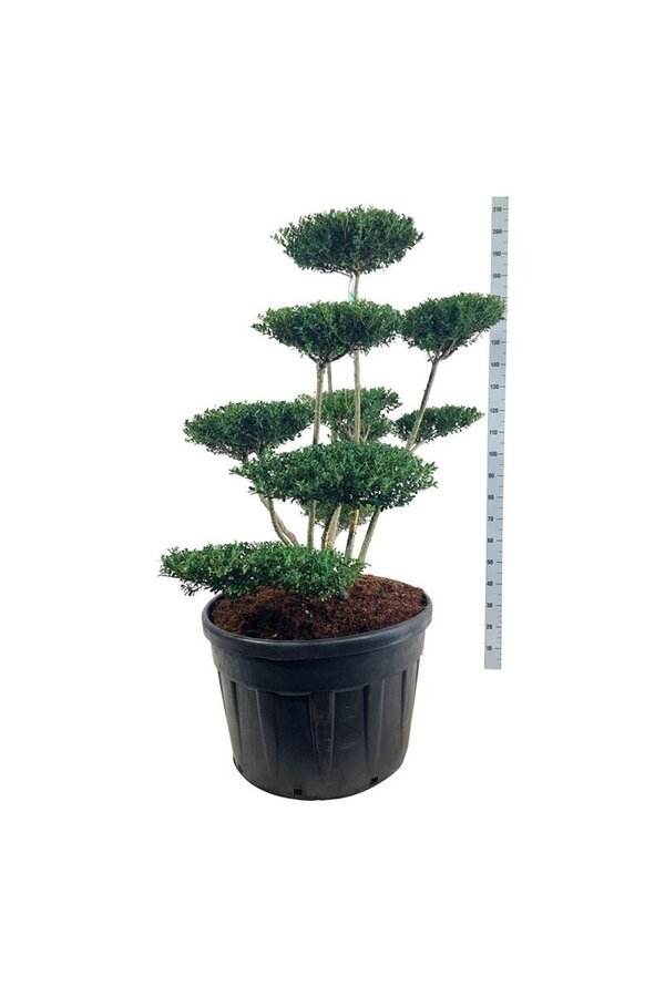 Ilex crenata Haie verte