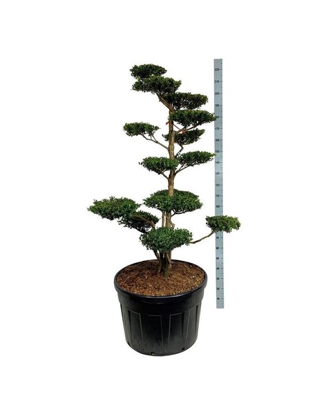 Ilex Crenata