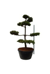 Denneboom Pinus nigra nigra