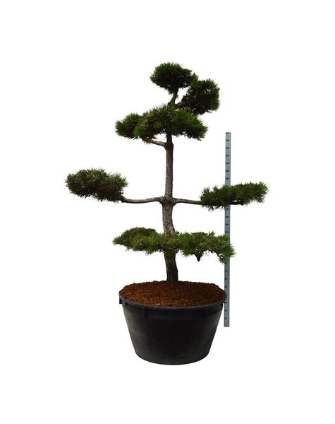 Pinus