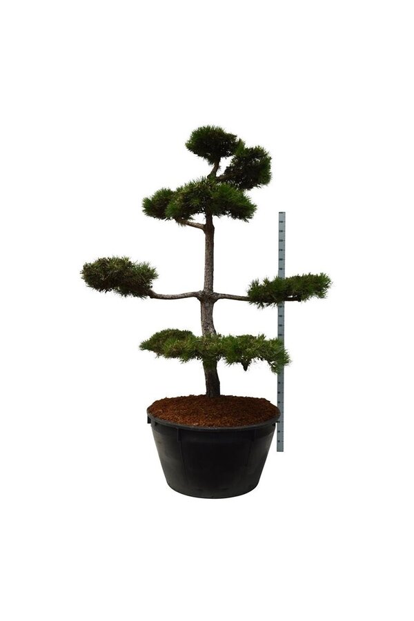 Denneboom Pinus nigra nigra