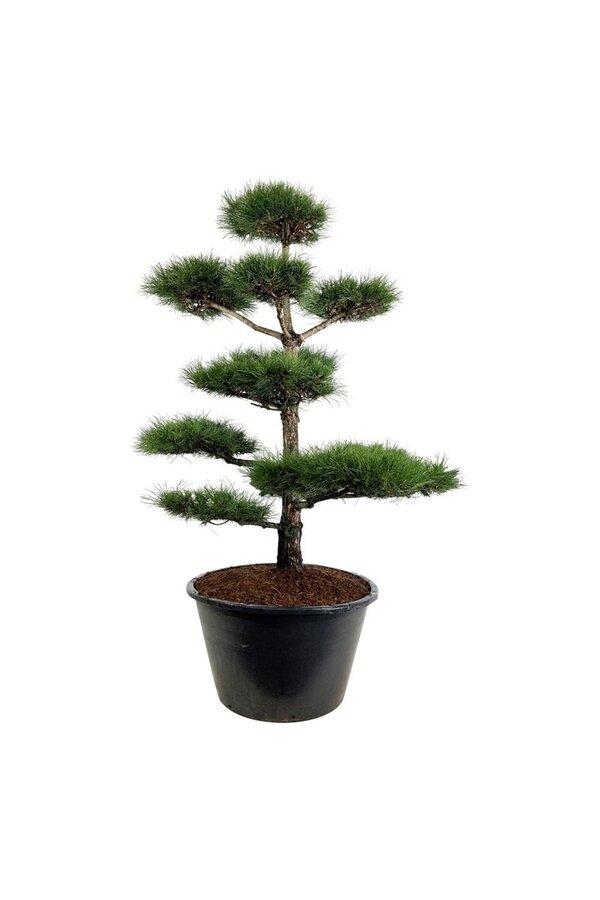 Denneboom Pinus nigra nigra