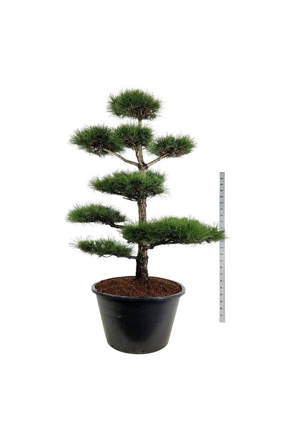 Denneboom Pinus nigra nigra