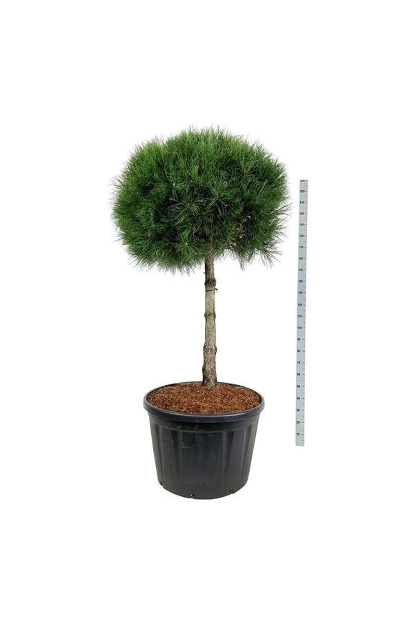 Denneboom Pinus nigra nigra