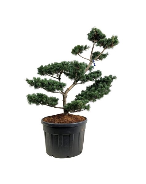 Pinus