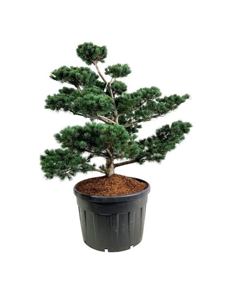 Pinus