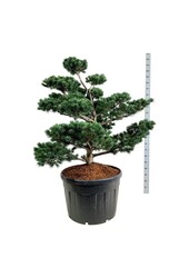 Denneboom Pinus Tempelhof