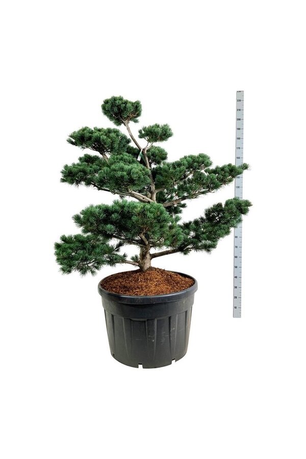 Denneboom Pinus Tempelhof