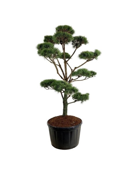Pinus