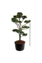 Denneboom Pinus sylvestris