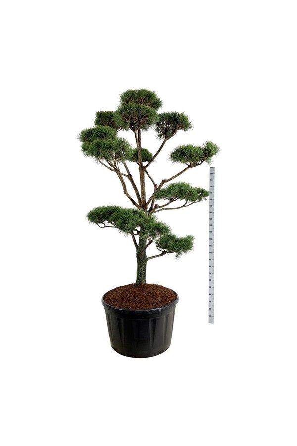 Denneboom Pinus sylvestris