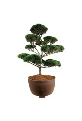 Pin Pinus sylvestris