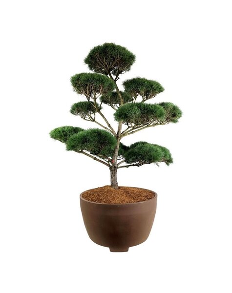 Pinus