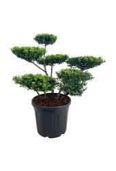 Ilex crenata Haie verte