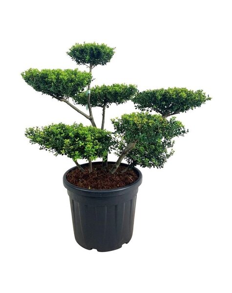Ilex Crenata