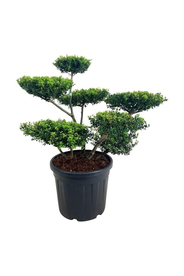 Ilex crenata Haie verte