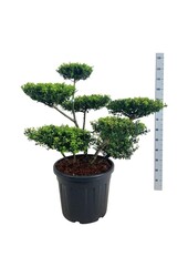 Ilex crenata Haie verte