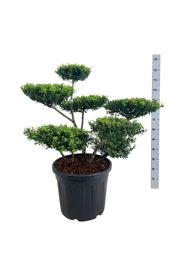 Ilex crenata Haie verte
