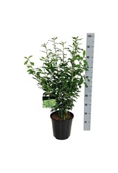 Portugese laurier Prunus Angustifolia