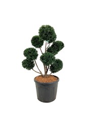Venijnboom Taxus Höpkens Gigant